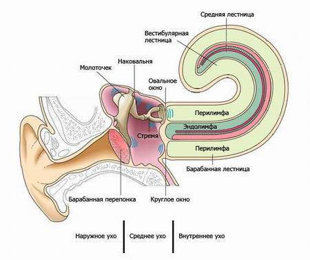 Шунт вводится в перилимфатическое пространство ушного лабиринта
